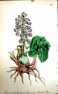 Original Old Antique Print Flowers C1880 Colour Plate Flora Common Butter Bur