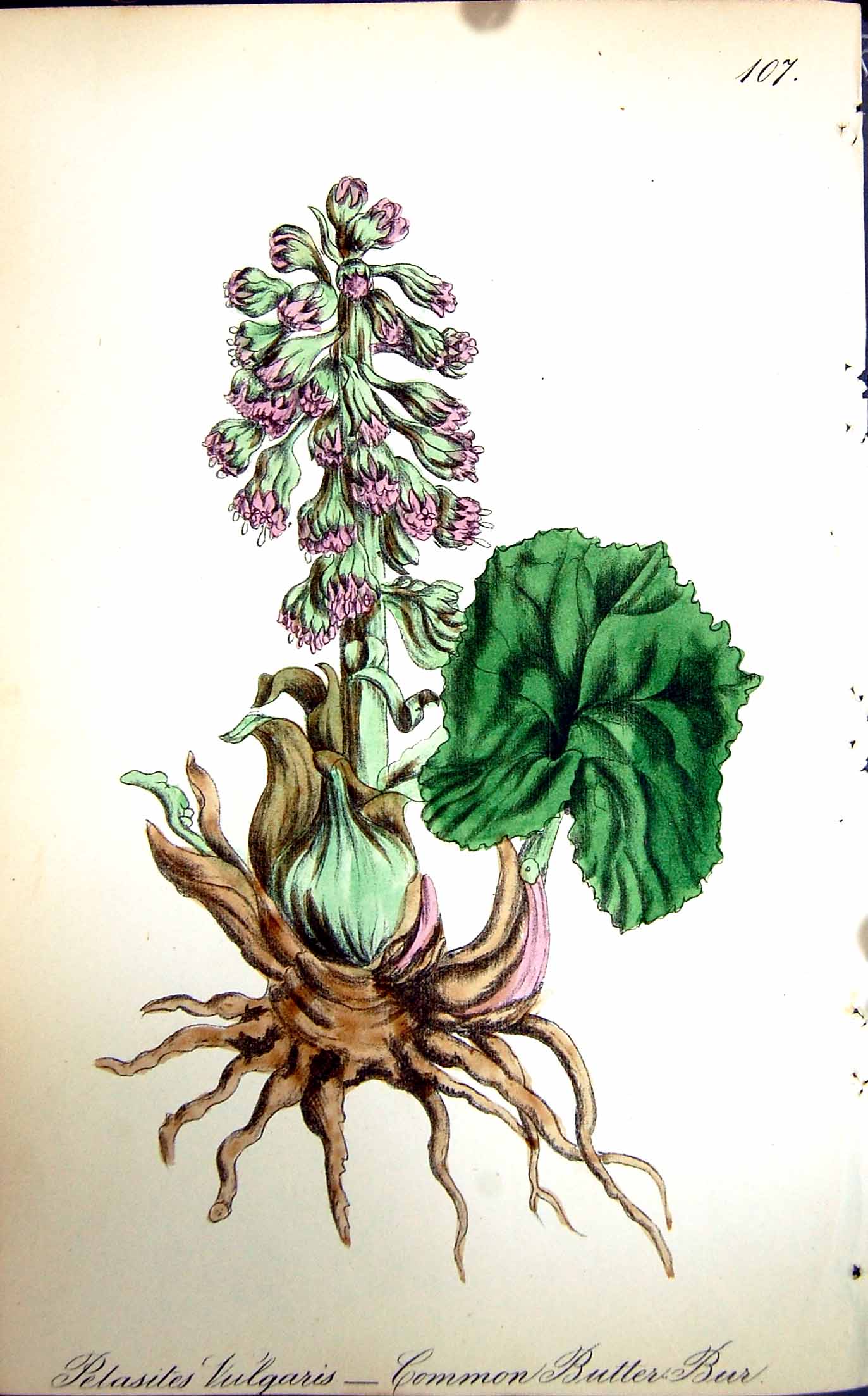 Original Old Antique Print Flowers C1880 Colour Plate Flora Common Butter Bur