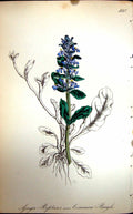 Original Old Antique Print Flowers C1880 Colour Plate Flora Common Bugle Plant
