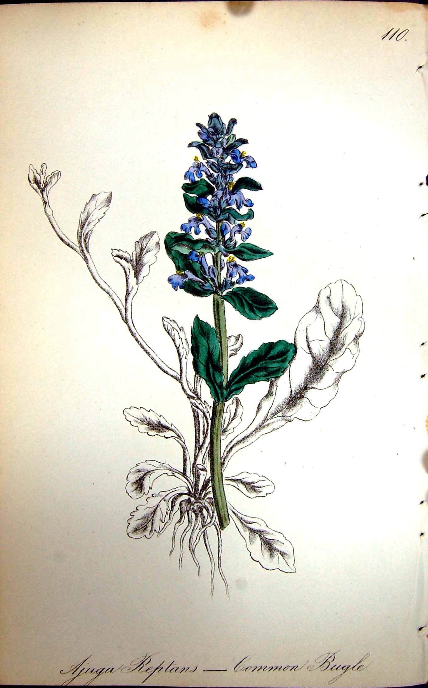 Original Old Antique Print Flowers C1880 Colour Plate Flora Common Bugle Plant