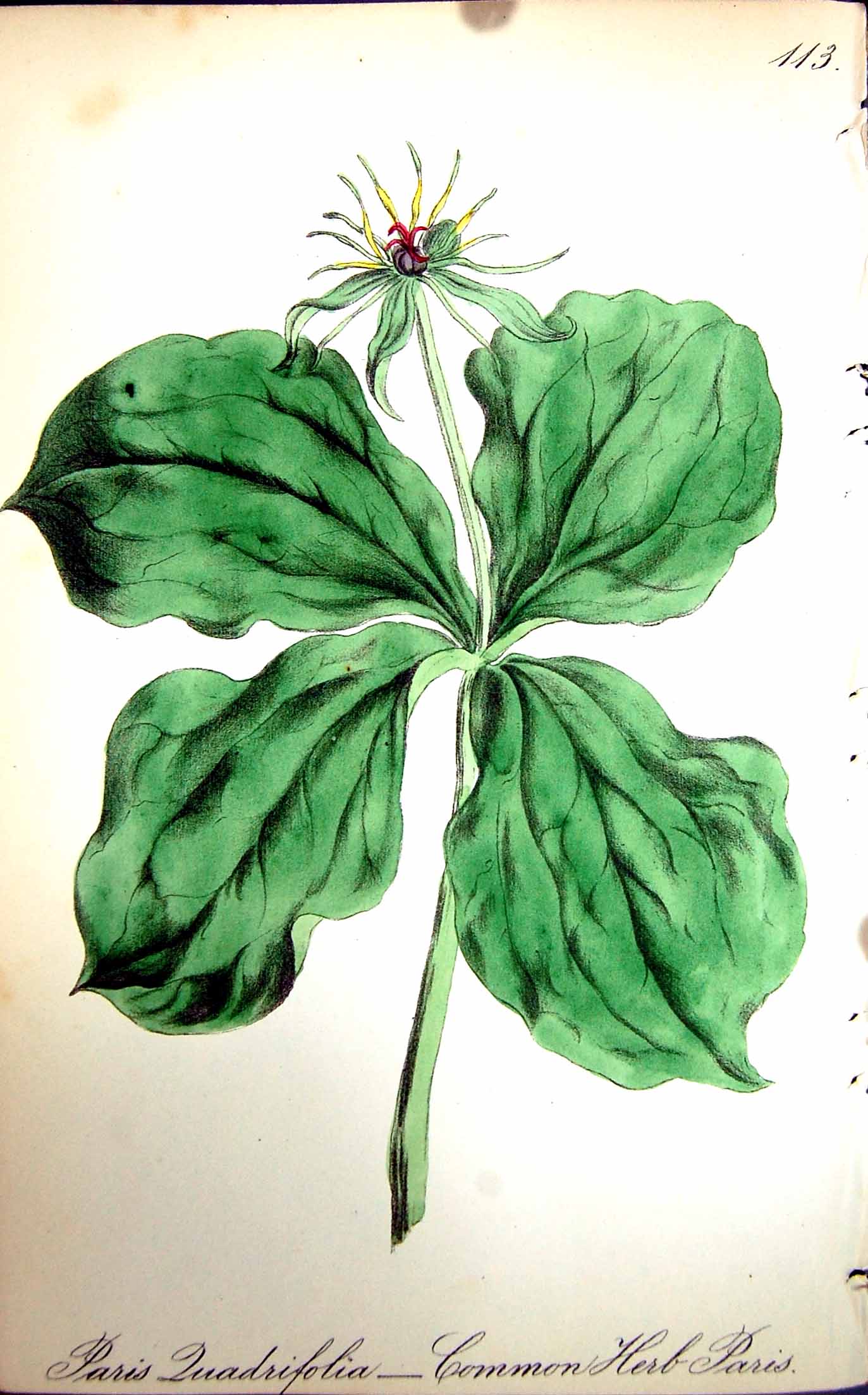 Original Old Antique Print Flowers C1880 Colour Plate Flora Common Herb Paris