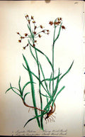 Old Antique Print Flowers C1880 Colour Plate Flora Hairy Field Wood Bush 19th