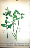 Original Old Antique Print Flowers C1880 Flora Cowberry Bilberry Whortleberry