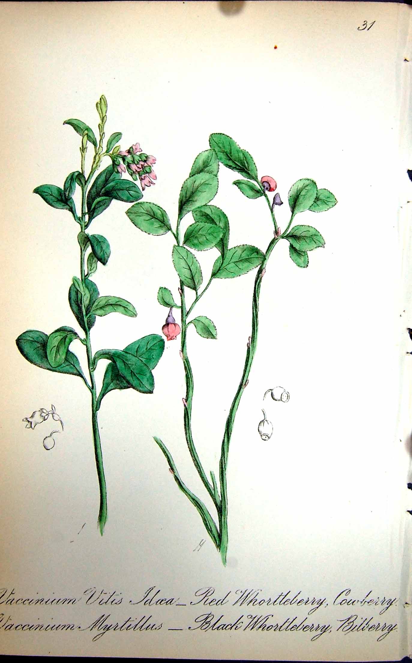 Original Old Antique Print Flowers C1880 Flora Cowberry Bilberry Whortleberry
