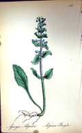 Original Old Antique Print Flowers C1880 Colour Plate Flora Alpine Bugle Ajuga