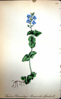 Original Old Antique Print Flowers C1880 Colour Plate Flora Germander Speedwell