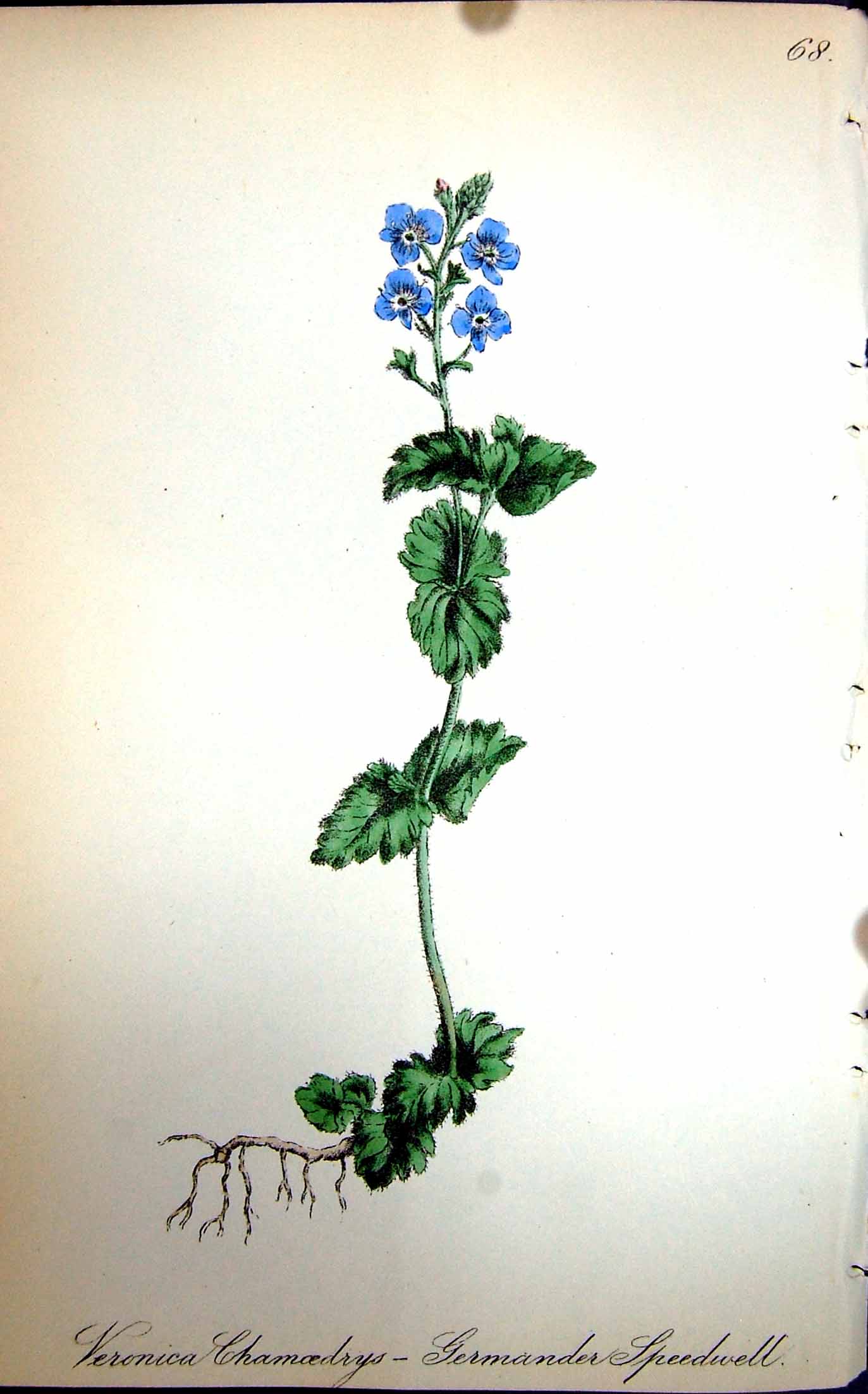 Original Old Antique Print Flowers C1880 Colour Plate Flora Germander Speedwell