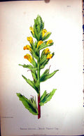 Original Old Antique Print Flowers C1880 Colour Plate Flora Marsh Painted Cup