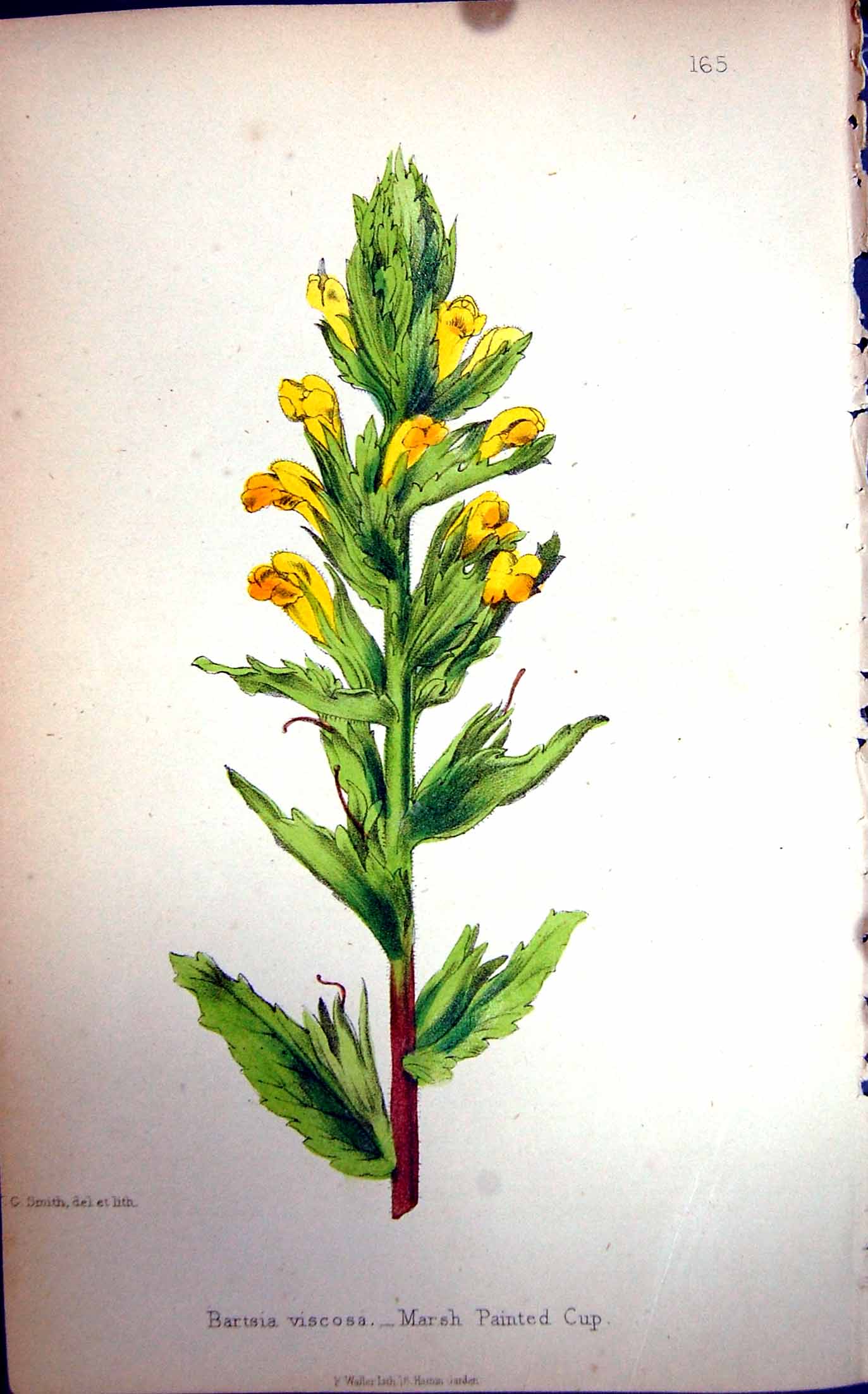 Original Old Antique Print Flowers C1880 Colour Plate Flora Marsh Painted Cup