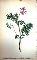 Old Antique Print Flowers C1880 Colour Plate Flora Hemlock Stork'S-Bill 19th