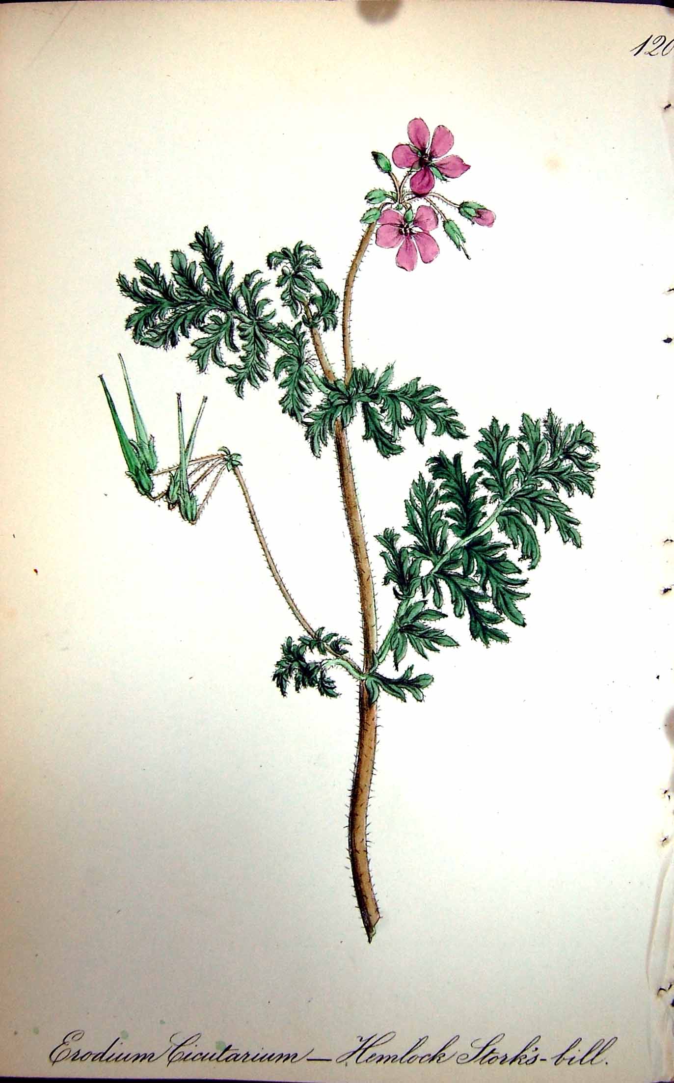 Old Antique Print Flowers C1880 Colour Plate Flora Hemlock Stork'S-Bill 19th