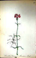 Original Old Antique Print Flowers C1880 Colour Plate Flora Mountain Pink Plant