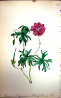 Original Old Antique Print Flowers C1880 Colour Plate Flora Bloody Crane'S-Bill