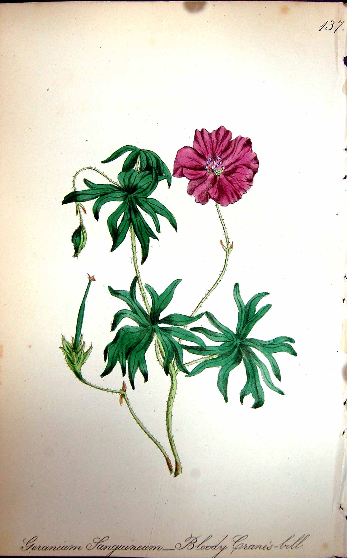 Original Old Antique Print Flowers C1880 Colour Plate Flora Bloody Crane'S-Bill