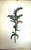 Original Old Antique Print Flowers C1880 Colour Plate Flora Red Bartsia Plant