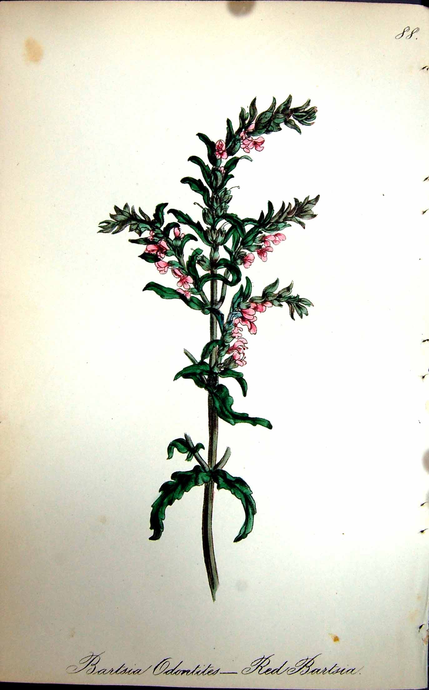 Original Old Antique Print Flowers C1880 Colour Plate Flora Red Bartsia Plant