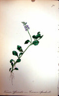Original Old Antique Print Flowers C1880 Colour Plate Flora Common Speedwell