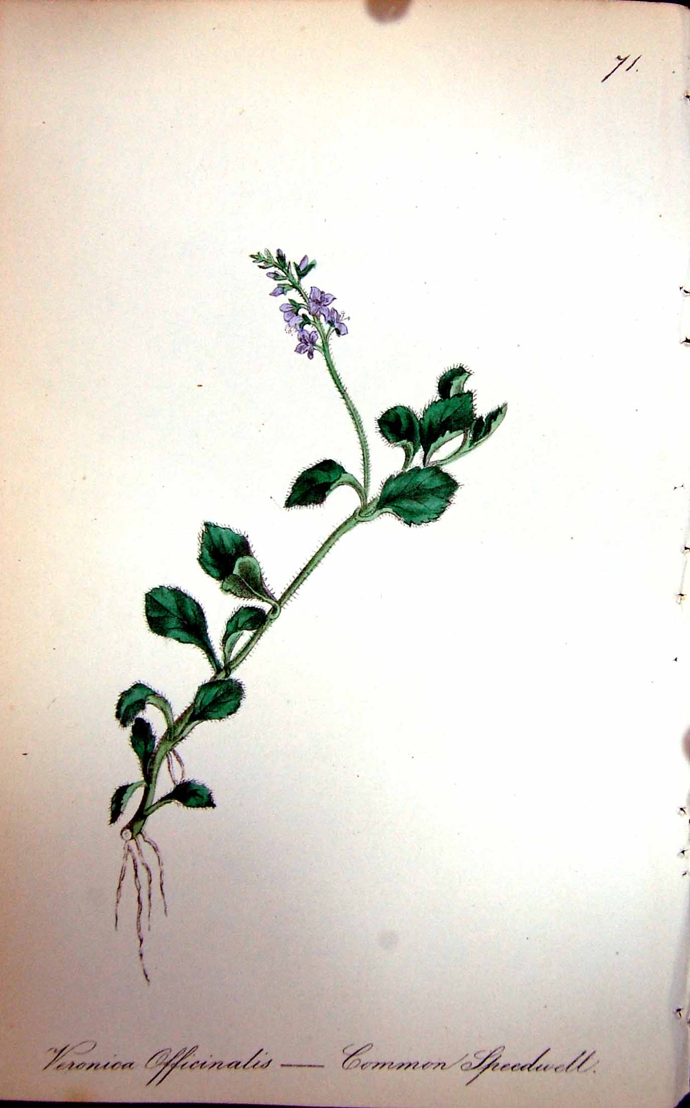 Original Old Antique Print Flowers C1880 Colour Plate Flora Common Speedwell