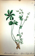 Old Antique Print Flowers C1880 Colour Plate Flora Alpine Lady'S Mantle 19th