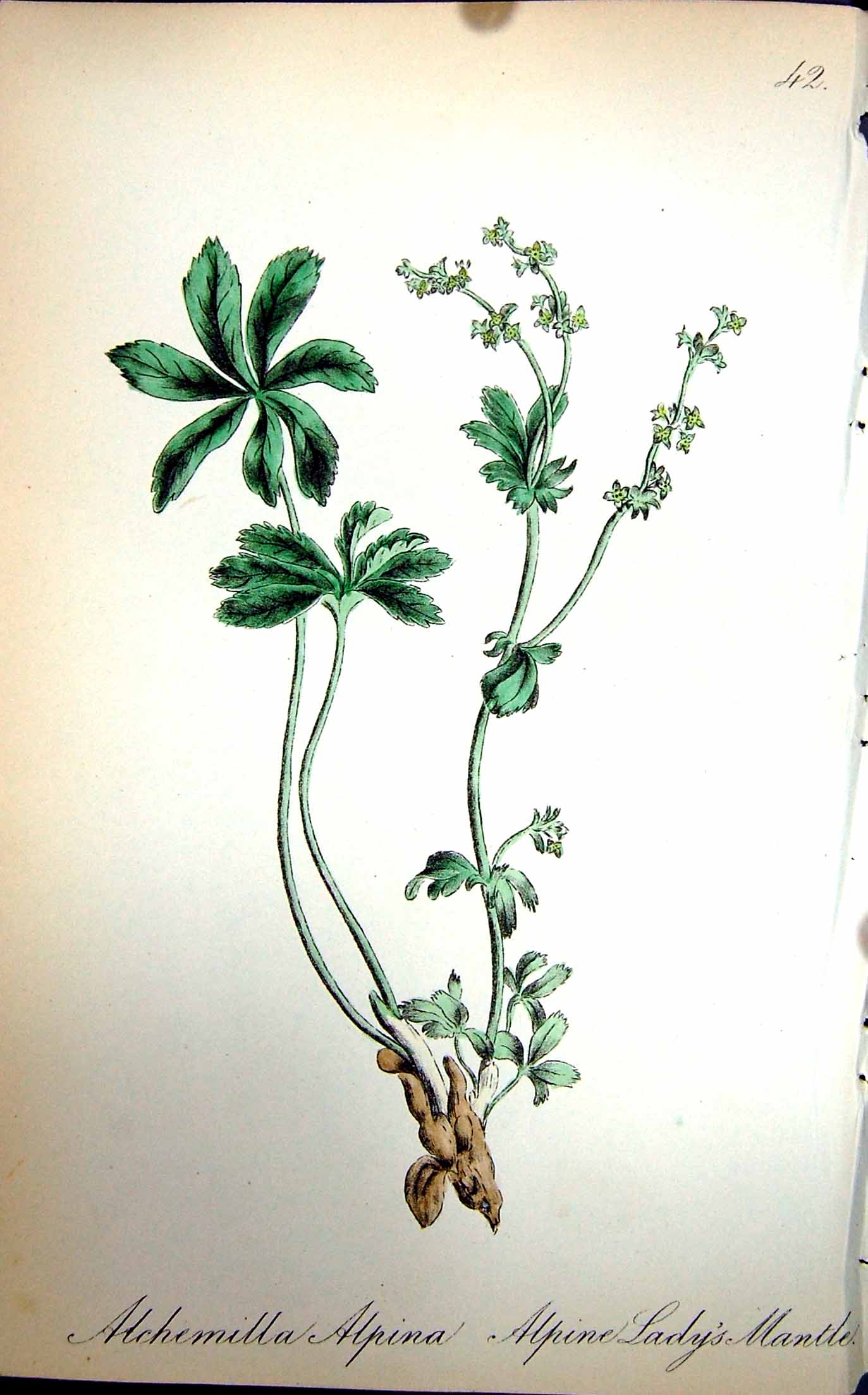 Old Antique Print Flowers C1880 Colour Plate Flora Alpine Lady'S Mantle 19th