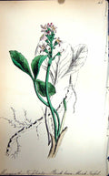 Original Old Antique Print Flowers C1880 Plate Flora Buck Bean Marsk Trefoil