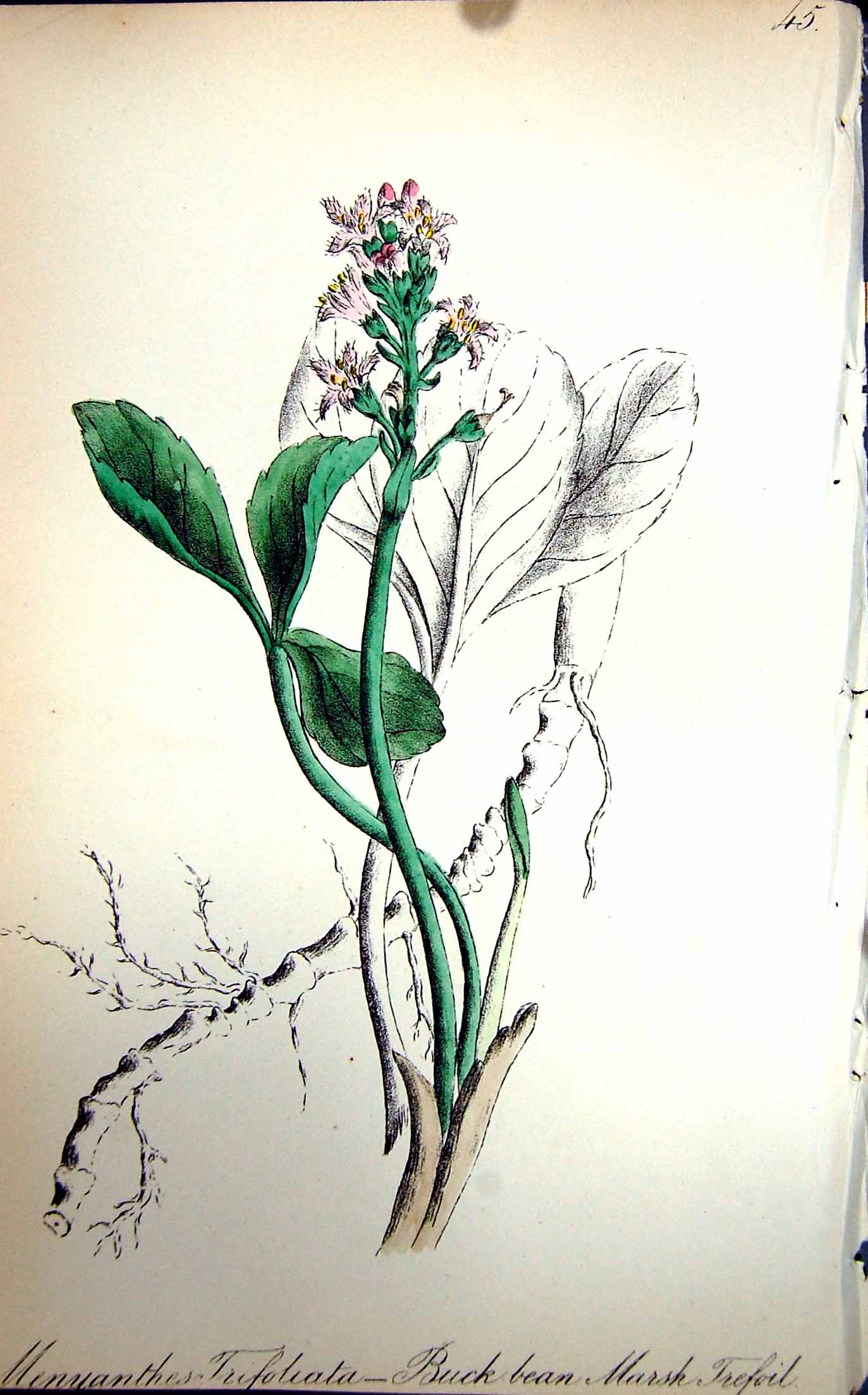 Original Old Antique Print Flowers C1880 Plate Flora Buck Bean Marsk Trefoil