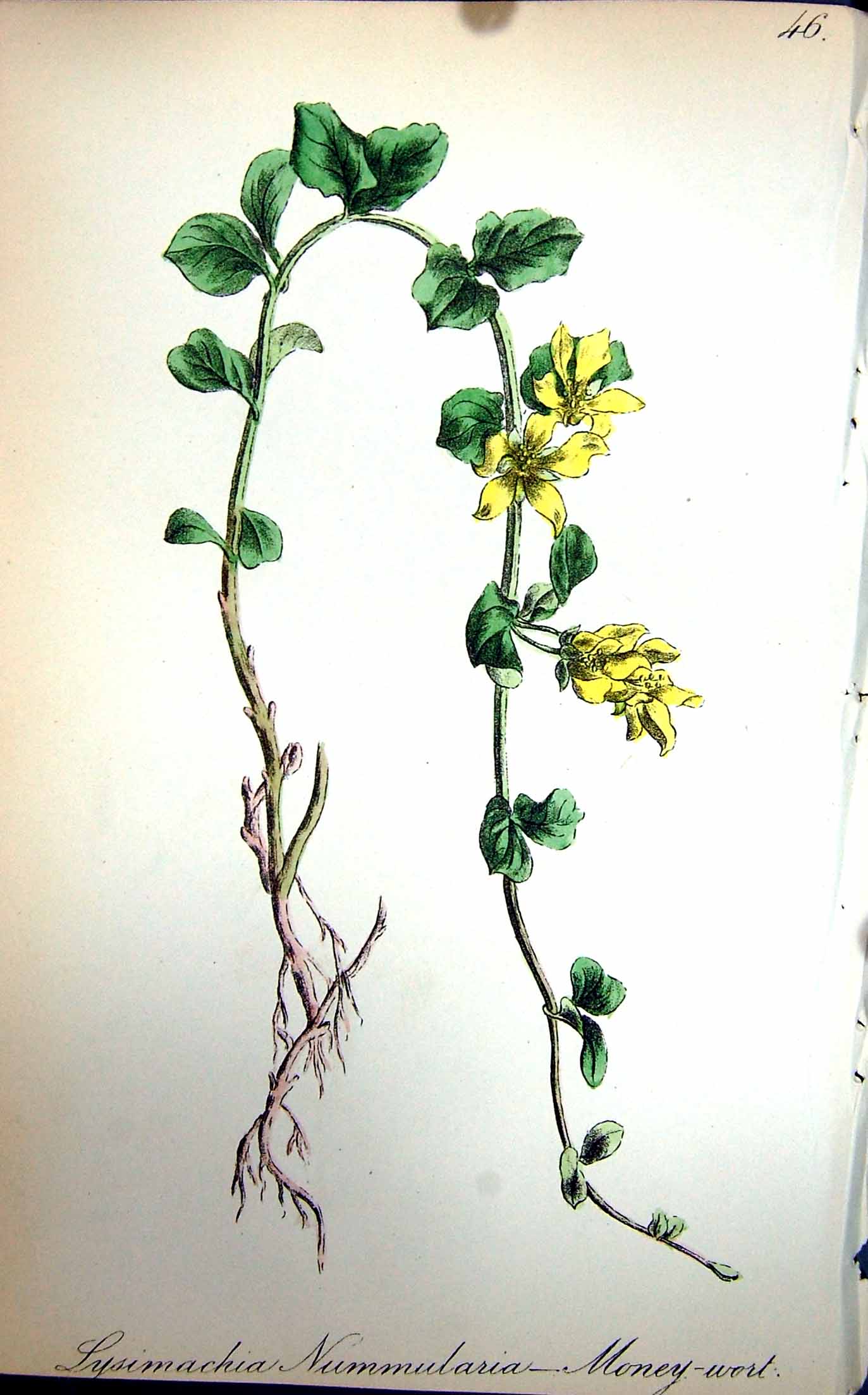 Original Old Antique Print Flowers C1880 Colour Plate Flora Money-Wort Plant