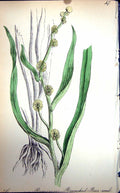 Original Old Antique Print Flowers C1880 Colour Plate Flora Branched Bur-Seed