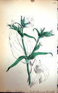 Original Old Antique Print Flowers C1880 Colour Flora Night-Flowering Catchfly
