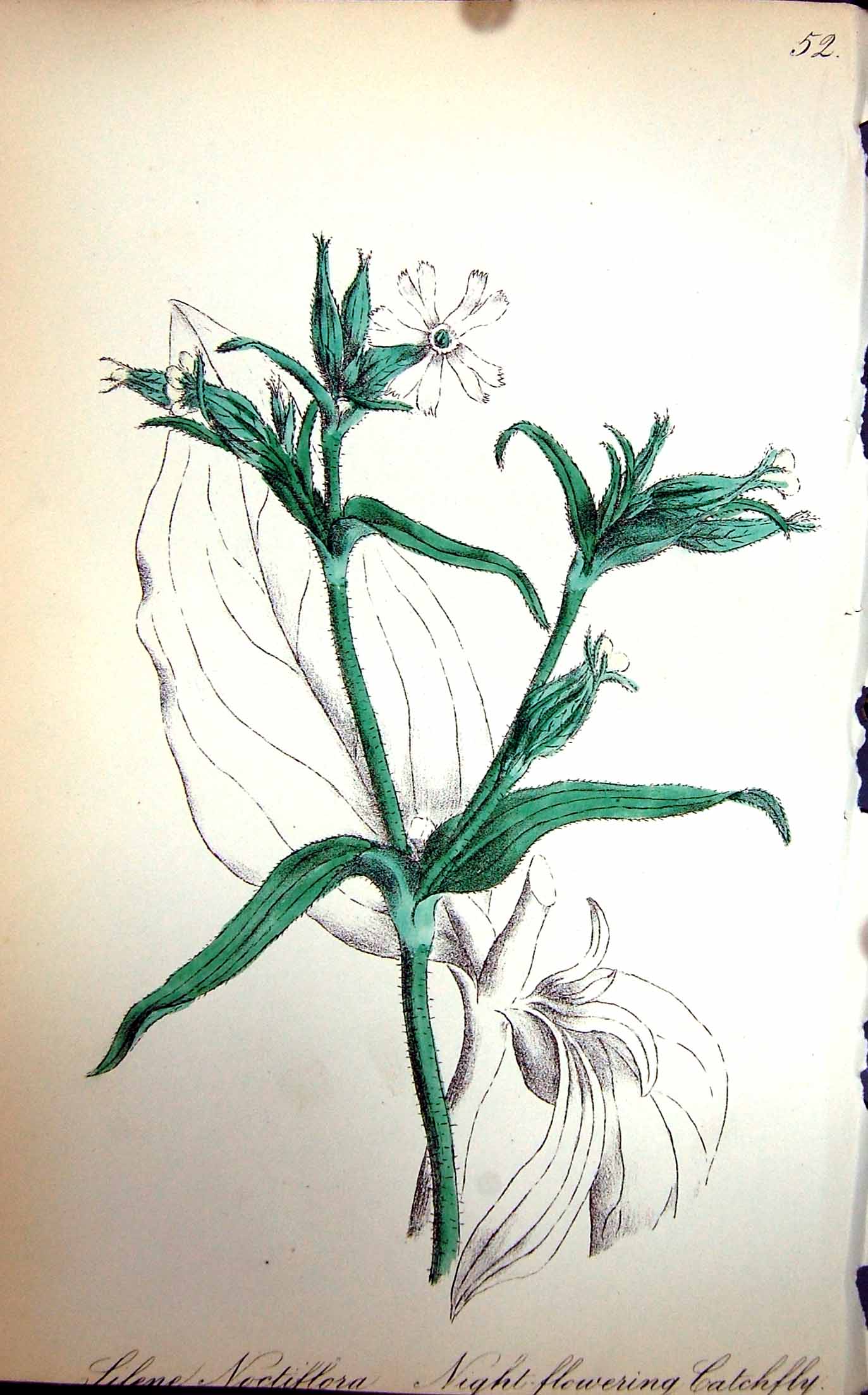 Original Old Antique Print Flowers C1880 Colour Flora Night-Flowering Catchfly