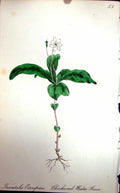 Old Antique Print Flowers C1880 Colour Plate Flora Chickweed Winter Green 19th