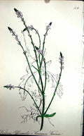 Old Antique Print Flowers C1880 Colour Plate Flora Common Vervain Plant 19th