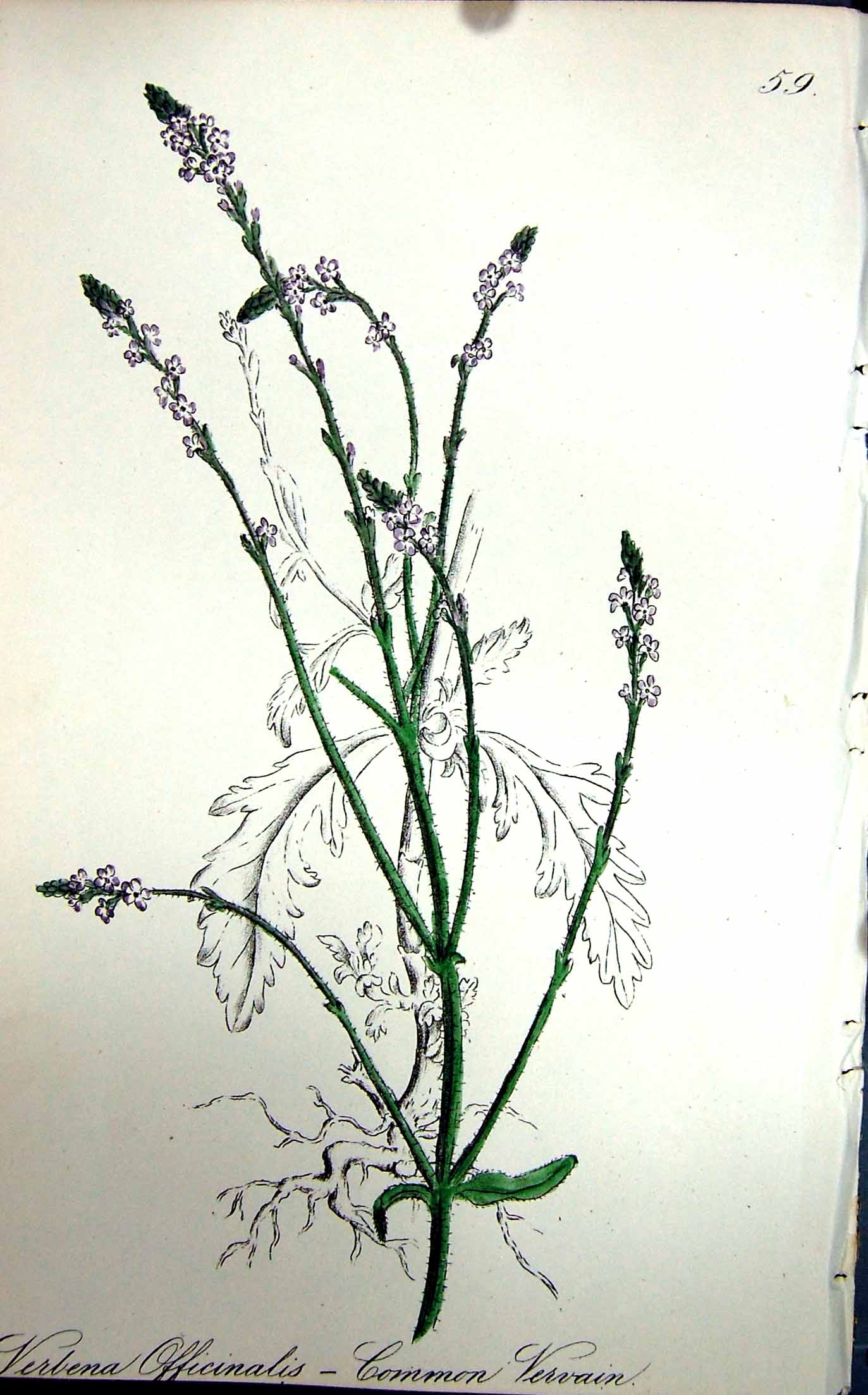 Old Antique Print Flowers C1880 Colour Plate Flora Common Vervain Plant 19th