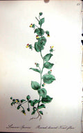Old Antique Print Flowers C1880 Colour Plate Flora Round-Leaved Toad-Flax 19th