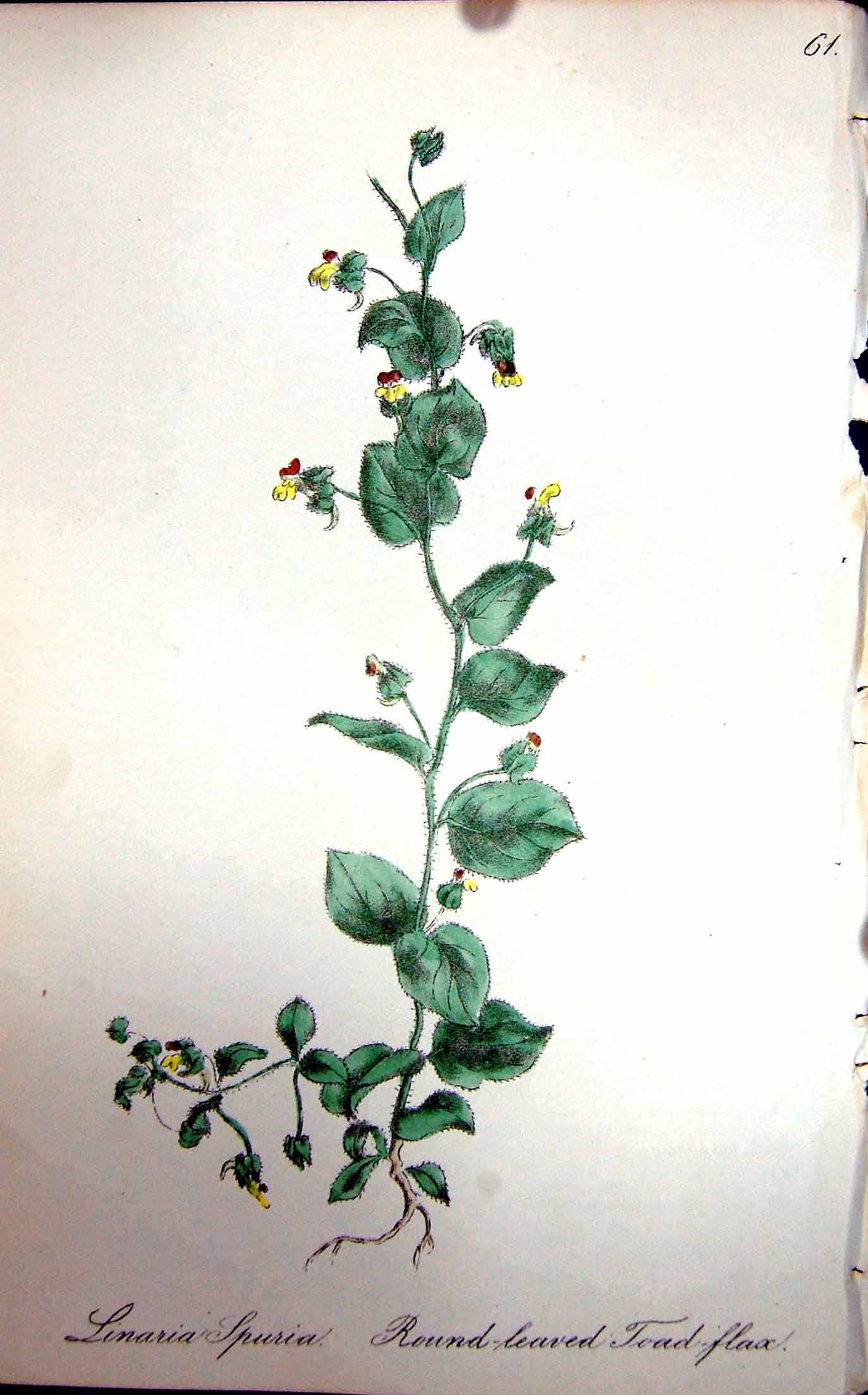 Old Antique Print Flowers C1880 Colour Plate Flora Round-Leaved Toad-Flax 19th