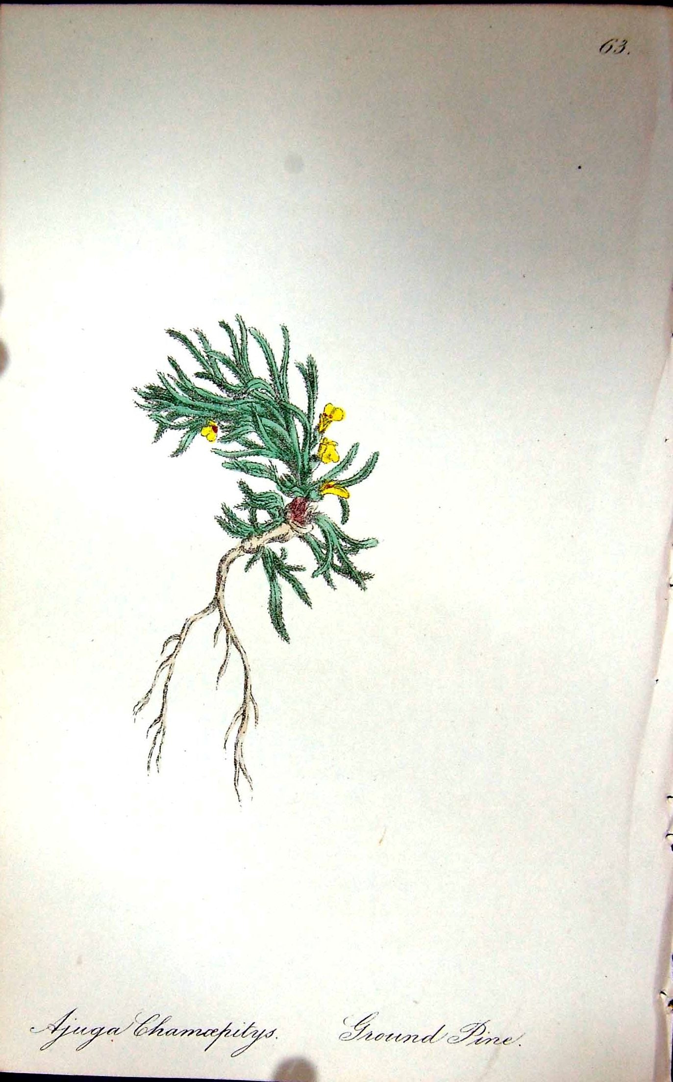 Original Old Antique Print Flowers C1880 Colour Plate Flora Ground Pine Plant