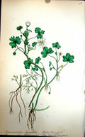Original Old Antique Print Flowers C1880 Colour Plate Flora Water Ivy Crowfoot