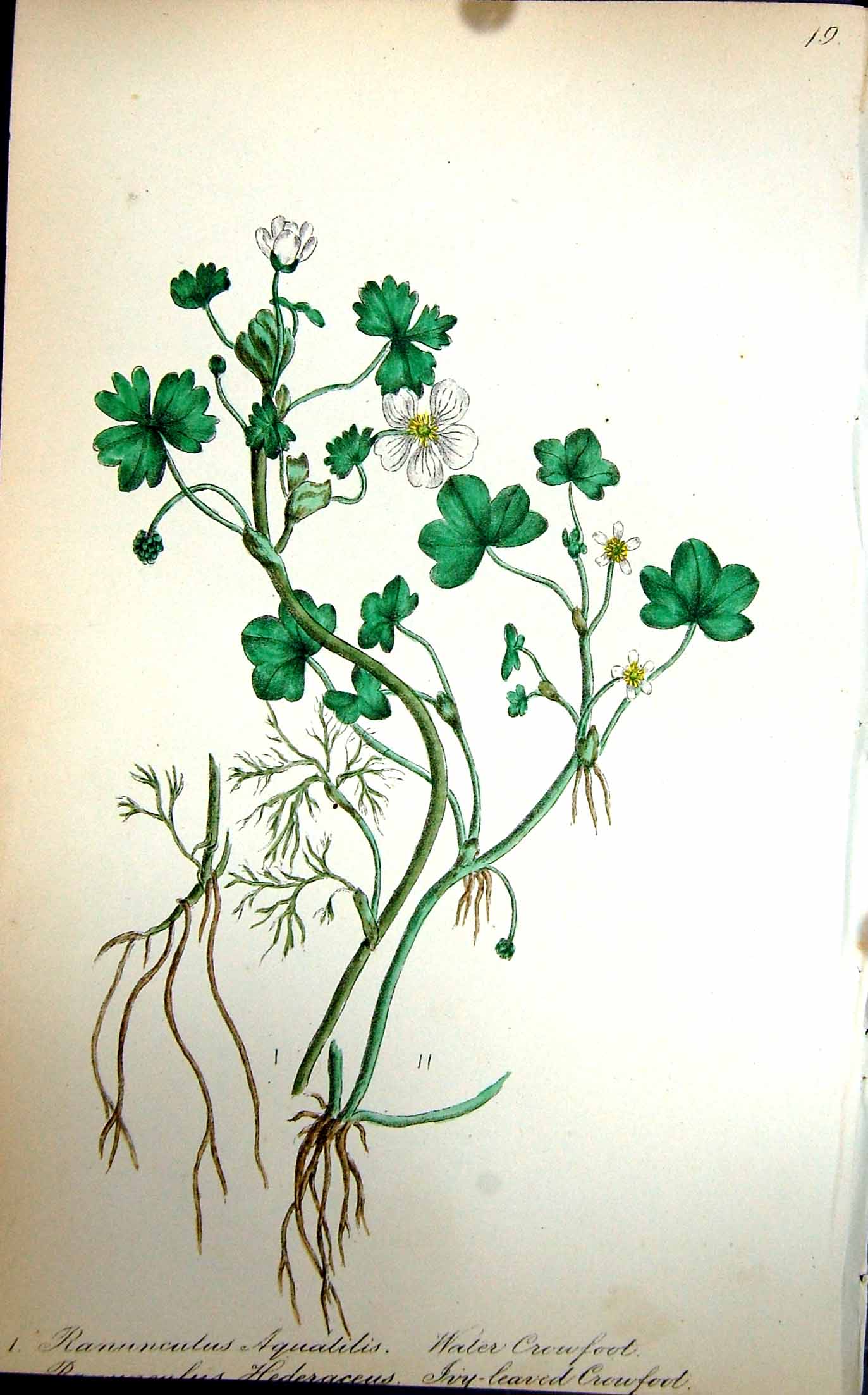 Original Old Antique Print Flowers C1880 Colour Plate Flora Water Ivy Crowfoot