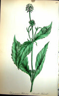 Old Antique Print Flowers C1880 Colour Plate Flora Small Teasel Pilosus 19th