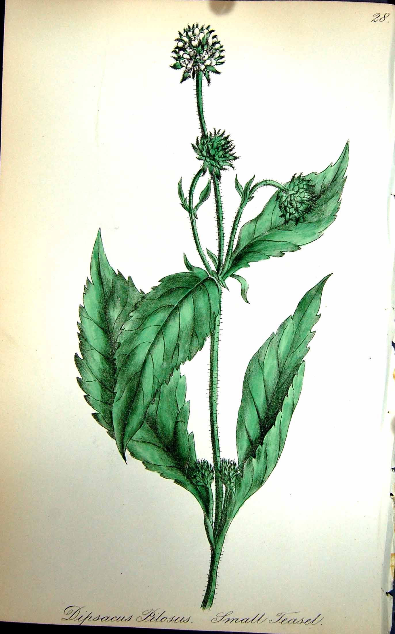 Old Antique Print Flowers C1880 Colour Plate Flora Small Teasel Pilosus 19th
