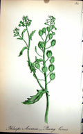Original Old Antique Print Flowers C1880 Colour Plate Flora Penny Cress 19th
