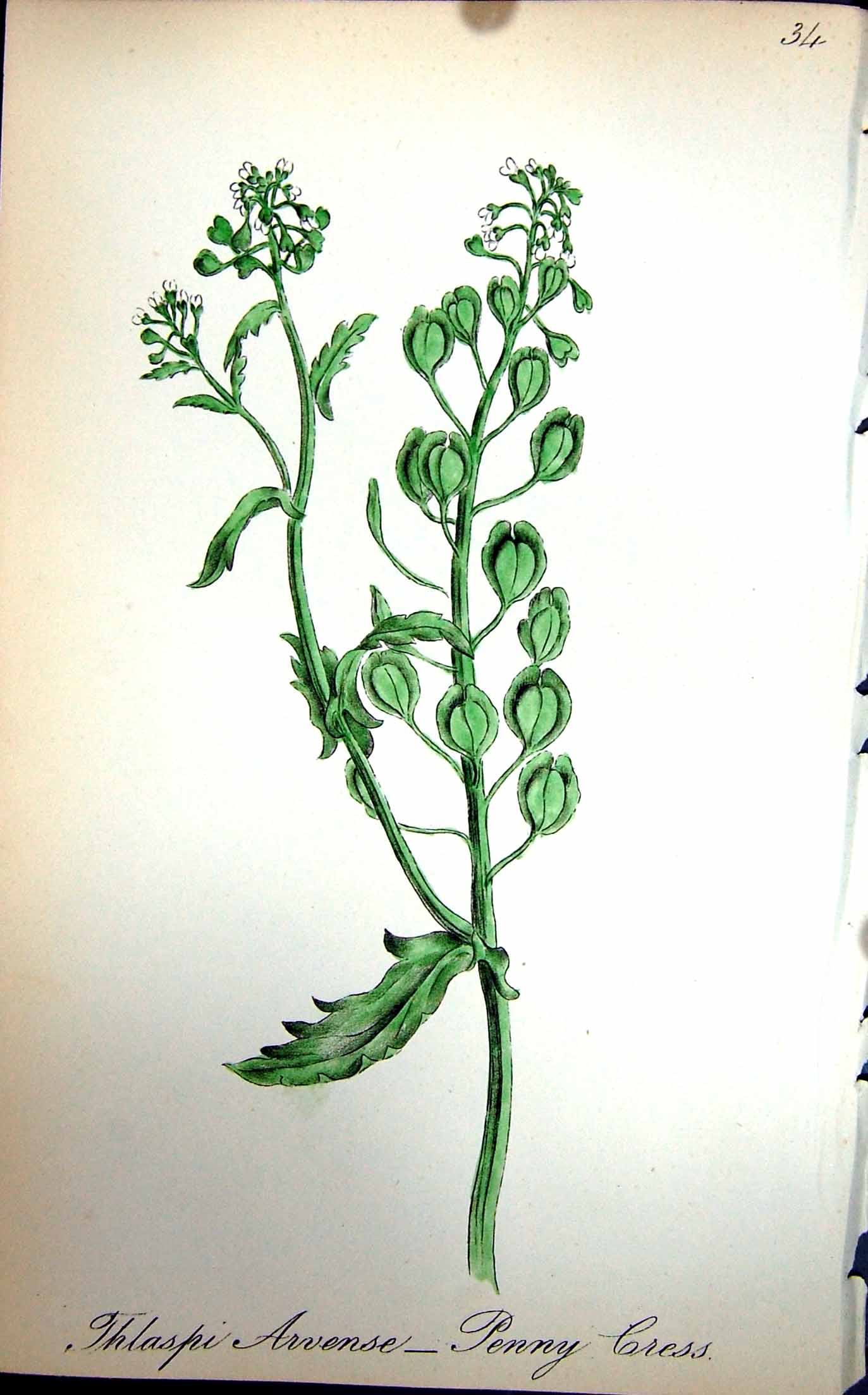 Original Old Antique Print Flowers C1880 Colour Plate Flora Penny Cress 19th