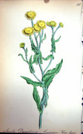 Original Old Antique Print Flowers C1880 Colour Plate Flora Common Flea-Bane