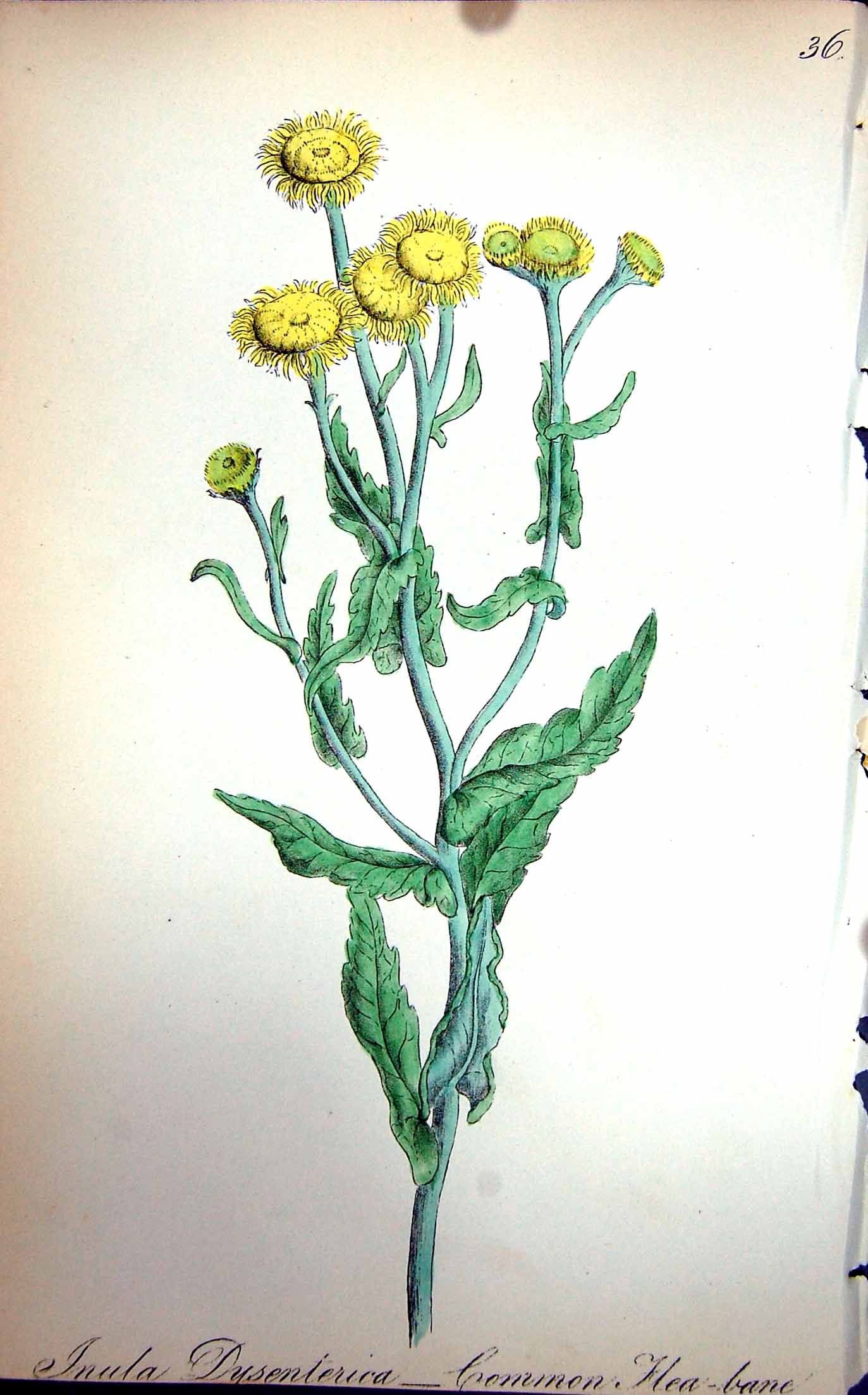 Original Old Antique Print Flowers C1880 Colour Plate Flora Common Flea-Bane