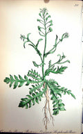 Old Antique Print Flowers C1880 Colour Plate Flora Common Shepherds Purse 19th