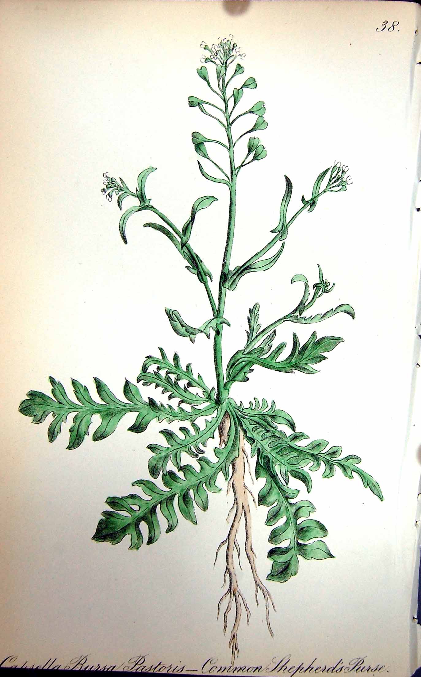 Old Antique Print Flowers C1880 Colour Plate Flora Common Shepherds Purse 19th
