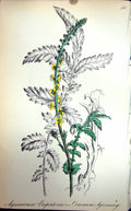 Original Old Antique Print Flowers C1880 Colour Plate Flora Common Agrimony