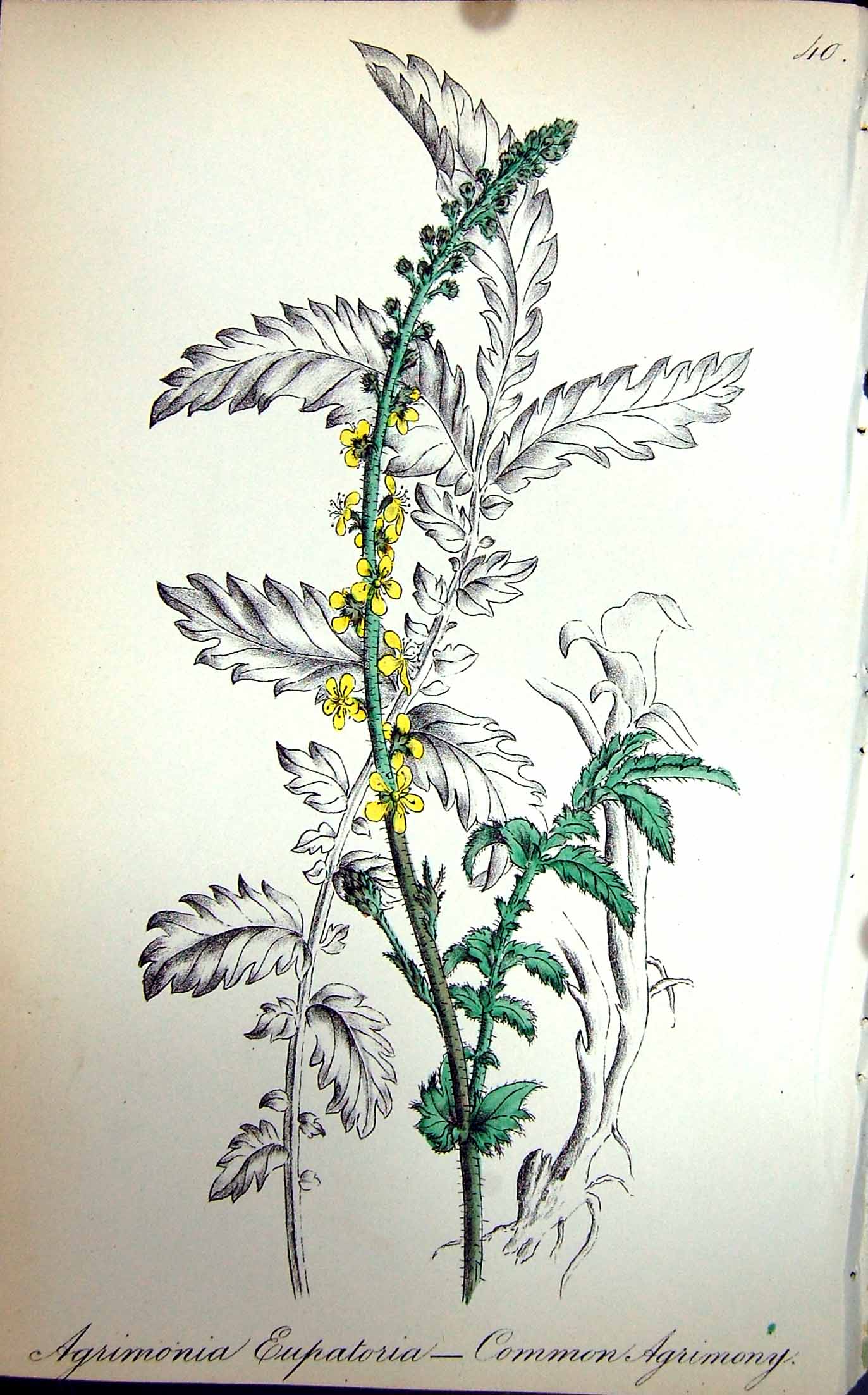 Original Old Antique Print Flowers C1880 Colour Plate Flora Common Agrimony