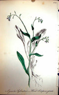 Original Old Antique Print Flowers C1880 Colour Plate Flora Wood Scorpion Grass
