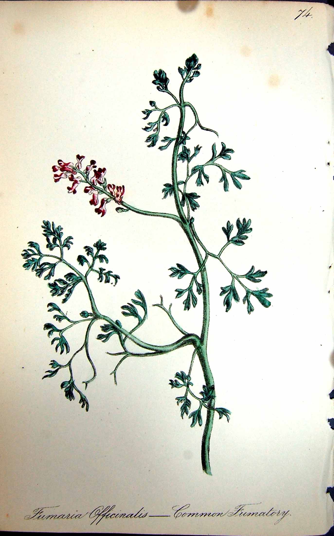Original Old Antique Print Flowers C1880 Colour Plate Flora Common Fumatory